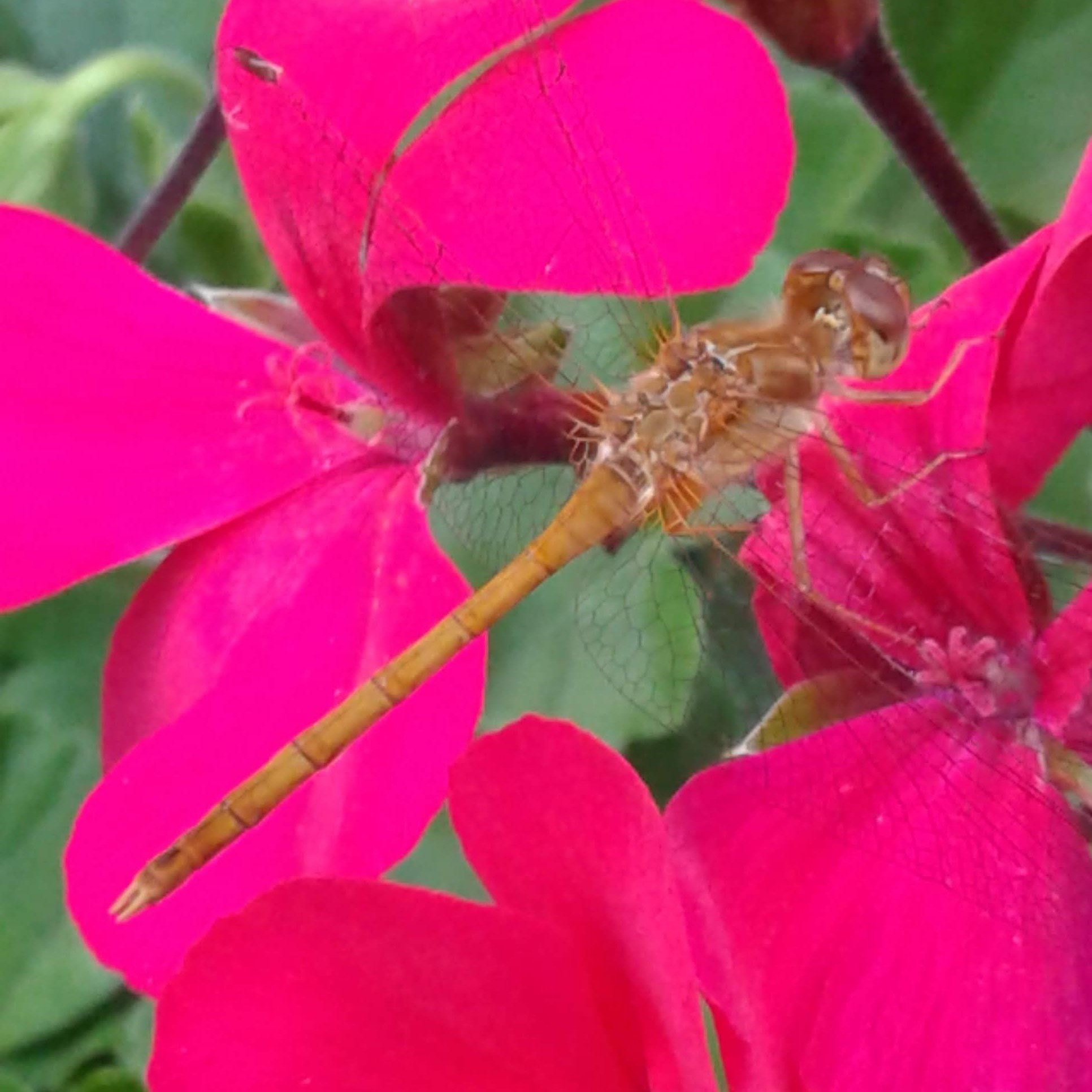 Dragon Fly on Flowers